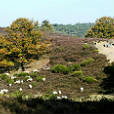 Nationaal Park Veluwe Zoom - Rheden