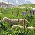 Alpenflora