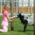 Dierenhoeve van vakantiepark RCN de Flaasbloem, Chaam, Noord-Brabant