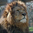 Safaripark Peaugres - Annonay