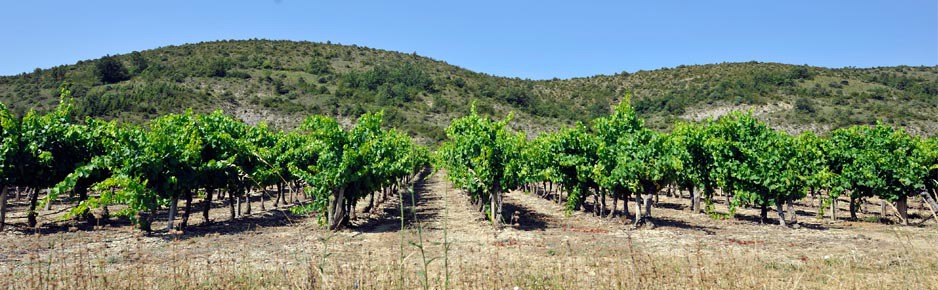 Wijngaarden in de Ardeche