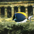 Aquarium Saint-Jean-du-Gard
