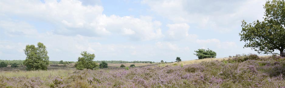 Omgeving van RCN de Jagerstee in Epe