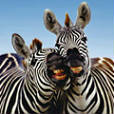 Safaripark de Beekse Bergen - Hilvarenbeek