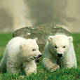 Ouwehands Dierenpark - Rhenen