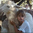 Lama's bij St. Remeze
