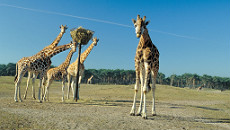 Attractions familiales